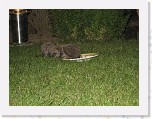 Egels in de tuin 048 * 3648 x 2736 * (6.11MB)
